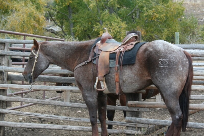 Monensin is an animal drug approved for use in cattle, swine, and poultry that is highly toxic and potentially lethal to horses, even at relatively low levels.