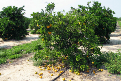 Once a tree is severely infected with huanglongbing, it will experience premature and excessive fruit drop, like this tree in a California grove.
