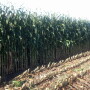 Interest in corn silage as feed for cattle is growing. 