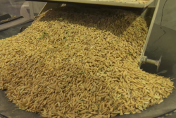 rice_arkansas