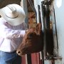 Cattle Chute TFB
