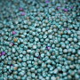 Bayer_Monsanto_Seeds_Bloomberg