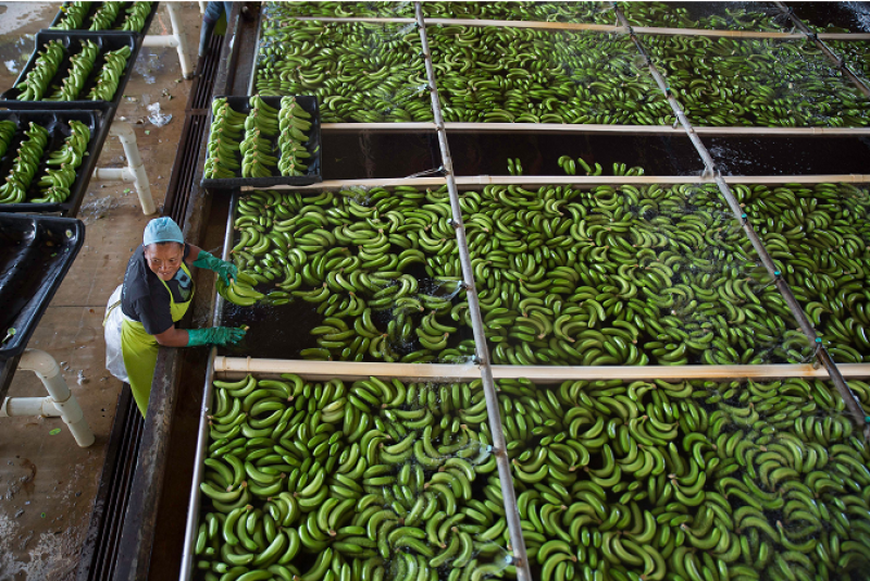 Fresh Fruit, a fair-trade banana grower in the Dominican Republic, is supplying bananas to Chestnut Hill Farms.
