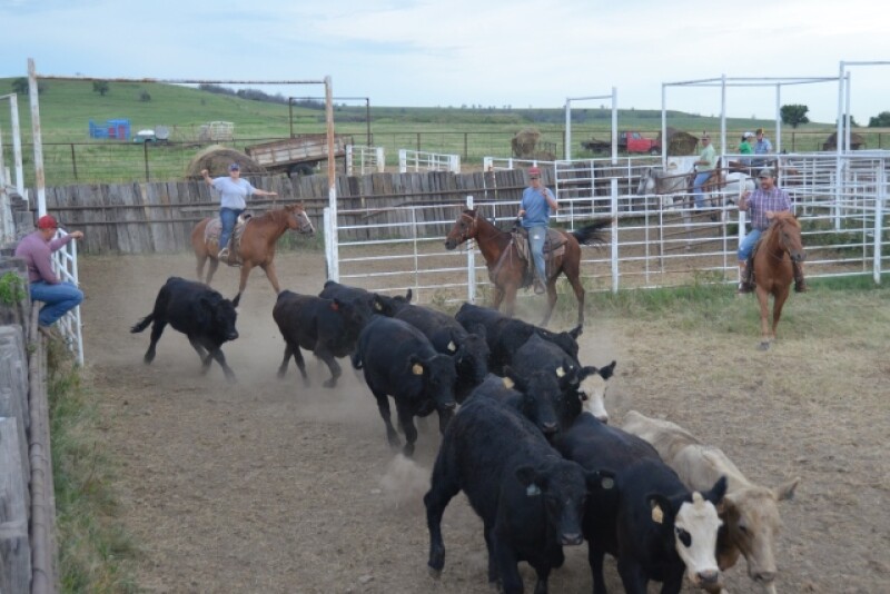 BT_Stocker_Cattle_Cowboys