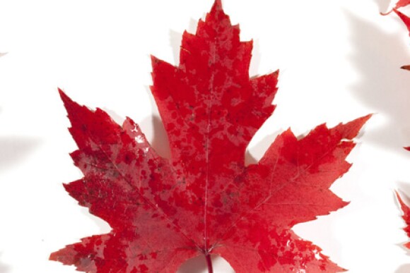 CANADA-maplesleaves.jpg