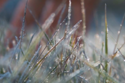 Summer-like temperatures could taper off in some growing areas this week. Cindi Clawson has your week-long forecast. 