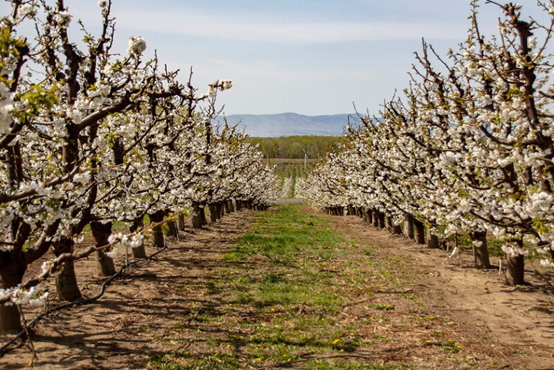 Two rows of cherry trees in an orchard