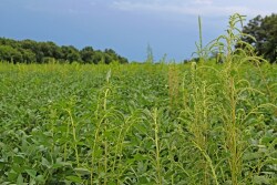 A loss of PPO chemistry carries a devastating loss of post-emergence options.