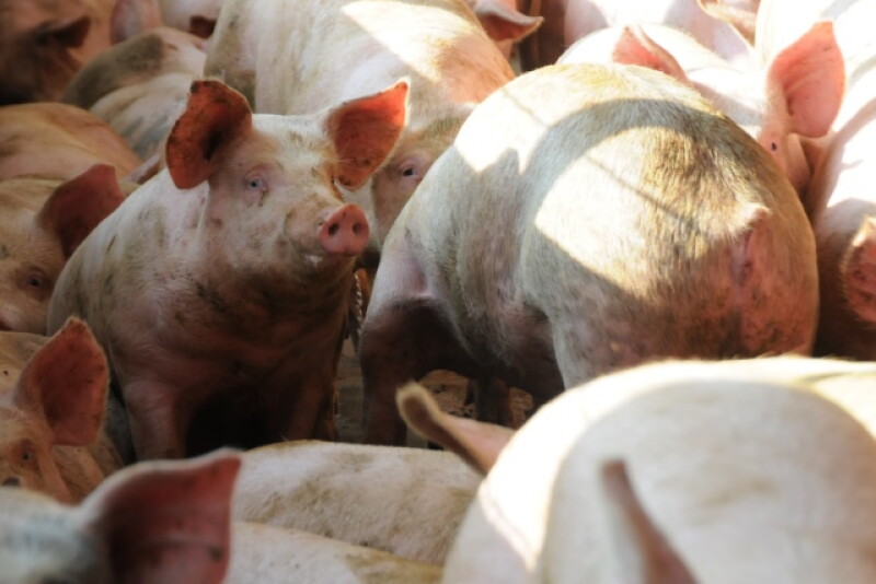 hogs_pigs_(96).JPG
