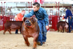 Boy showing Duroc pig