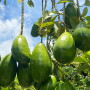 Florida avocados on a branch