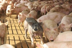Introducing a new feed additive aimed to promote increased weight gain in growing-finishing swine, Elanco Animal Health Inc. has announced the addition of Microtracer technology to its Skycis 100 product.
