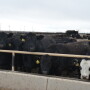 BT_Feedlot_Cattle