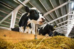 bigstock-Cows-In-A-Farm-Dairy-Cows-164617451.jpg