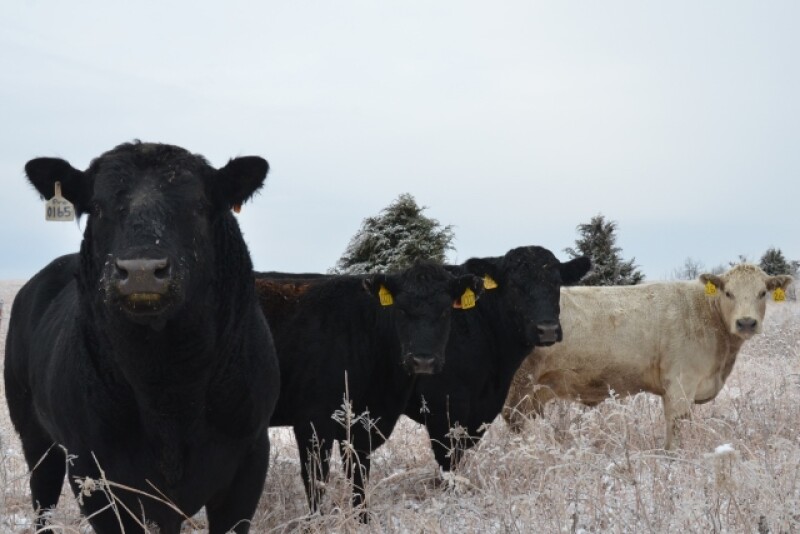 Beef bulls