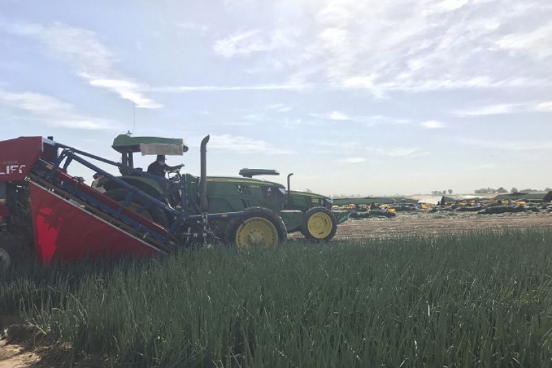 Green onion harvest at Promotora Agricola El Toro.