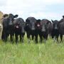 Grass steers
