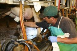 milking worker Dairy