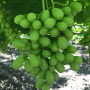 Marketers have numerous strategies in place to encourage consumers to buy California grapes this season.