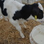 A growing body of evidence suggests there are wide-reaching benefits to following colostrum with several feedings of transition milk. 