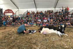 Oh Baby: A Dairy Cow Birthing Center Spectacle 