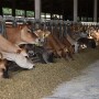 Jersey cows