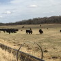 Given the right conditions, localized outbreaks can cause sudden death loss in cattle and a disease threat for producers and veterinarians. 
