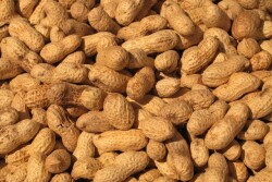 Peanuts