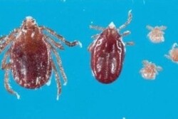 Cattle ranchers in Arkansas are on the lookout for the Longhorned tick, a hardy, invasive species of tick that survived a New Jersey winter and subsequently traversed the mid-Atlantic has mysteriously arrived in Arkansas. 