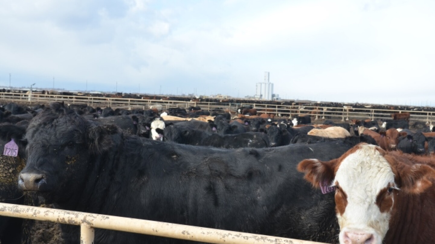 Volatility Concerns in Cattle Markets Tackled by CME Group - Drovers