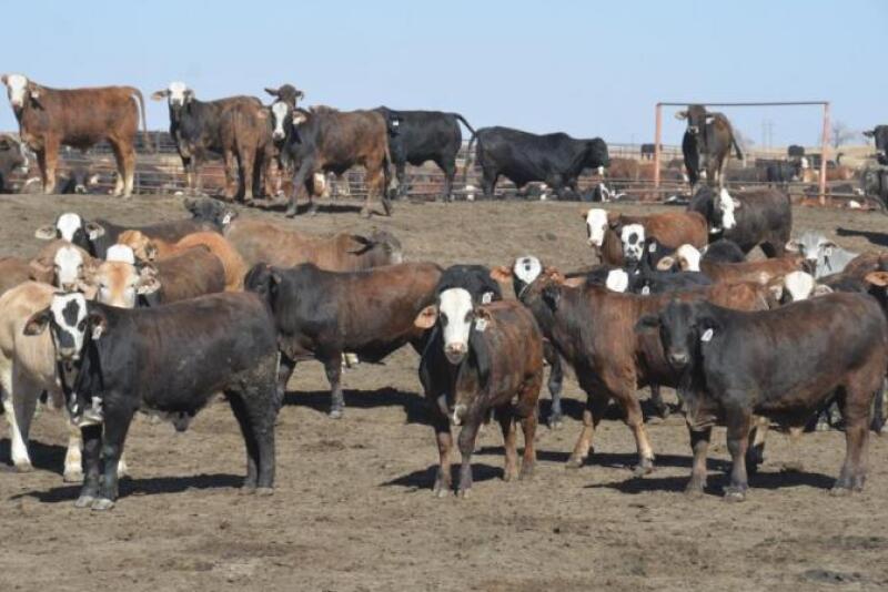 Cash cattle prices higher
