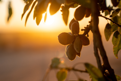 Almonds on a tree with sunrise in the background