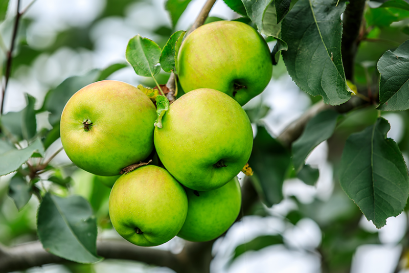 Green apples on a tree