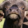 Water Buffalo