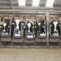 Dairy-20