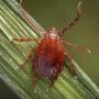 Longhorn tick