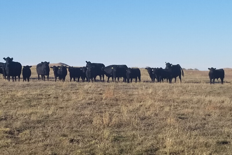 Cows on dry pasture