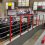 Cattle in sale barn. Paige Carlson