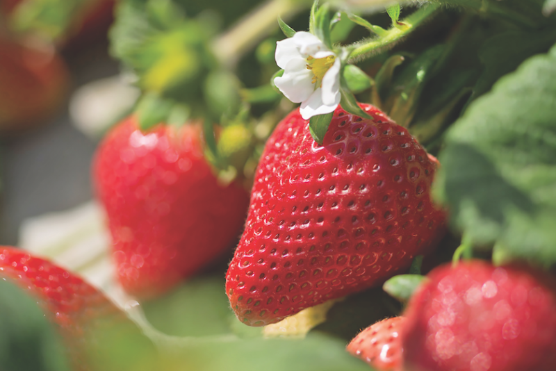 Well-Pict strawberry web.png
