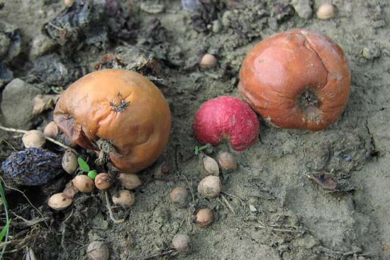 Rotten produce