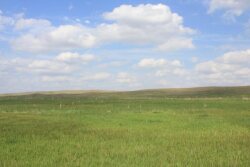 Pasture