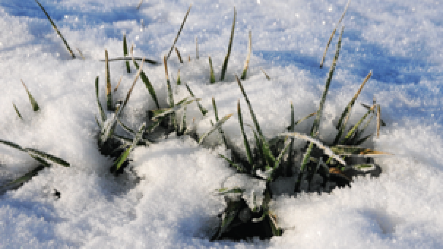 Wheat Market Outlook: Assessing Rally Potential and Winter Freeze Risks