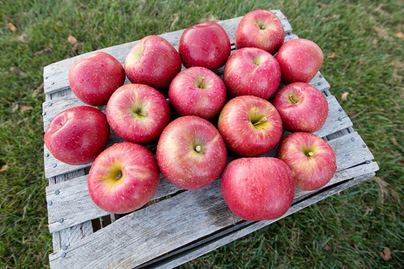 Big crop for Michigan apples