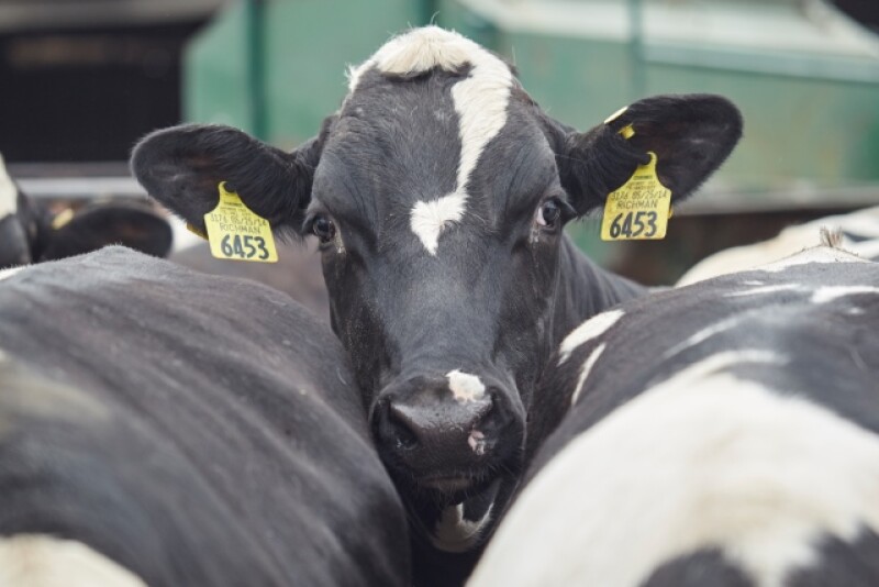 PurinaCattle_Dairy-Beef_091715