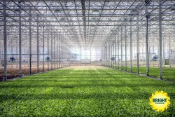 An interior picture of a greenhouse with a long row of lettuce growing. 