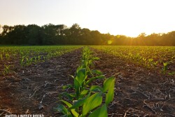 Young Corn Field Sunset - Lindsey Pound