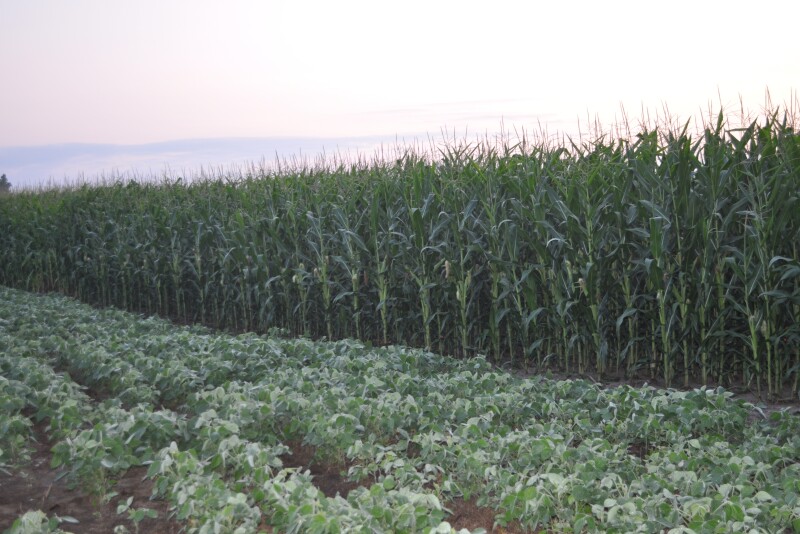 David Hollinrake, president of Syngenta Seeds, LLC, recently appeared on AgriTalk Radio with host Chip Flory and shared his current thoughts on where the seed industry is and where it’s going. 