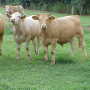 Grazing Bermuda