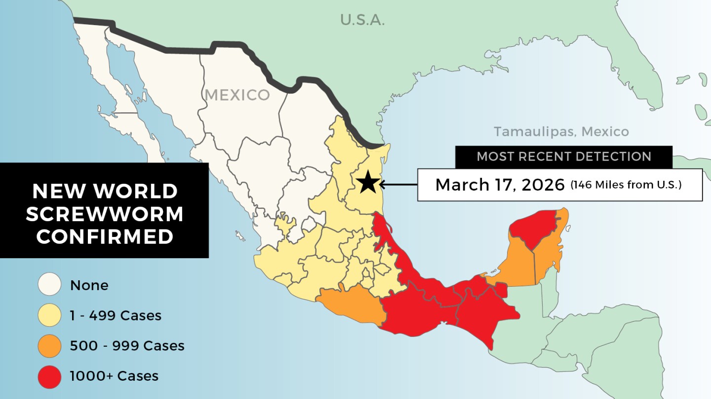 Should Beef Producers Be Concerned About Potential Phased Reopening of ...