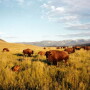 Bison at Flying D Ranch